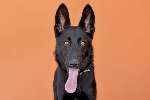 AZULA - German Shepherd Dog for adoption in Pasadena