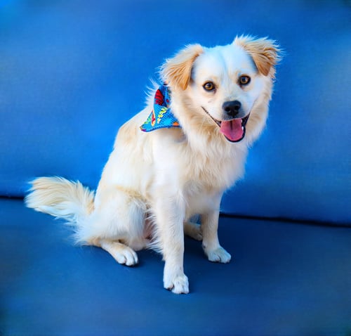 JULIAN - Spaniel available for adoption