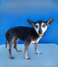 CHICO - Photo 2