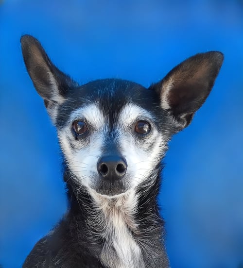 CHICO