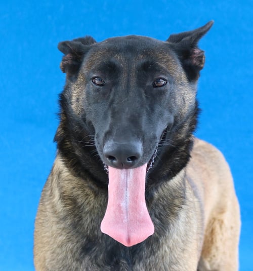 SASHA - Belgian Shepherd Malinois available for adoption