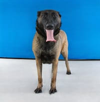 SASHA - Photo 2