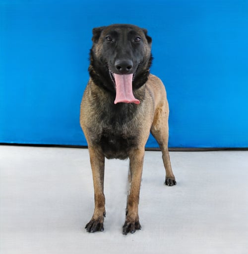 SASHA - Belgian Shepherd Malinois available for adoption