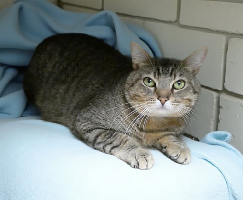 ROCKET - Tabby / Domestic Short Hair available for adoption