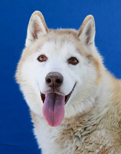 ROCKY - Siberian Husky for adoption in Pasadena