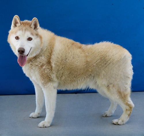 ROCKY - Siberian Husky available for adoption