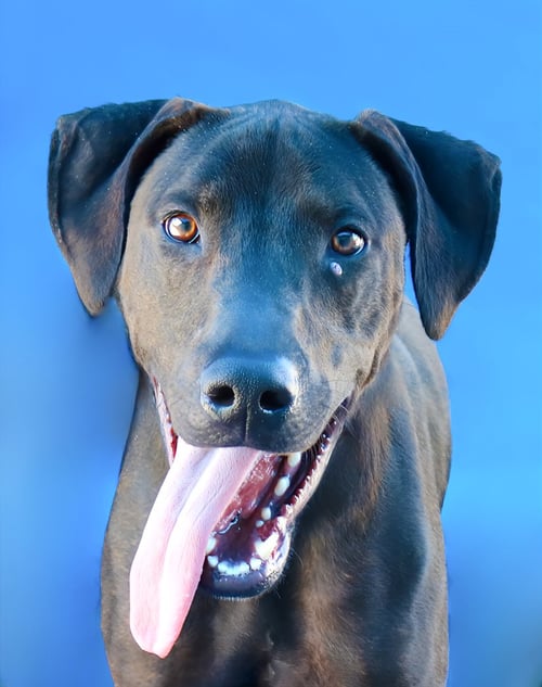 KUMA - Plott Hound available for adoption