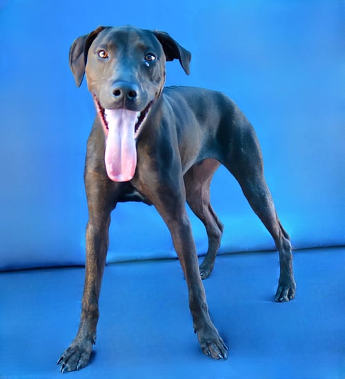 KUMA - Plott Hound available for adoption