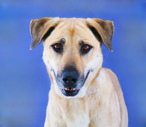 LILY - Shepherd for adoption in Pasadena