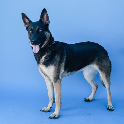 COUTURE - German Shepherd Dog available for adoption