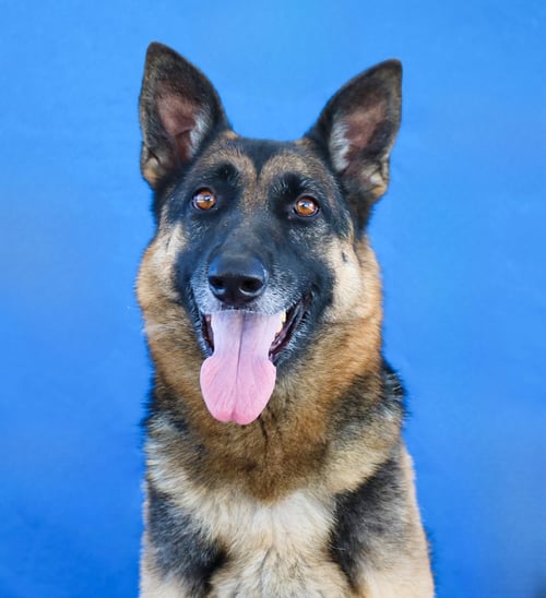 KERA - German Shepherd Dog available for adoption