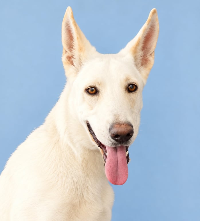 ELLEN Image
