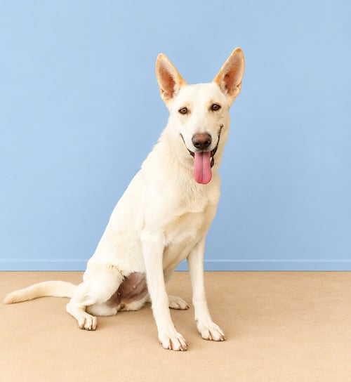 ELLEN - Carolina Dog / German Shepherd Dog available for adoption