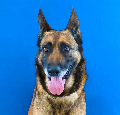 YARA - German Shepherd Dog for adoption in Pasadena