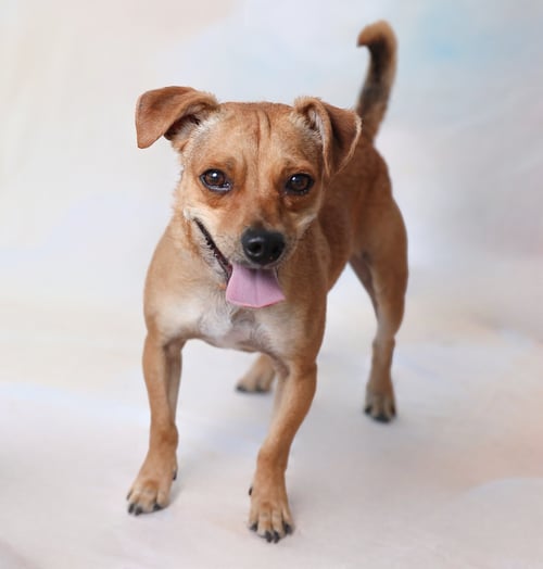 TOM - Chihuahua / Terrier available for adoption