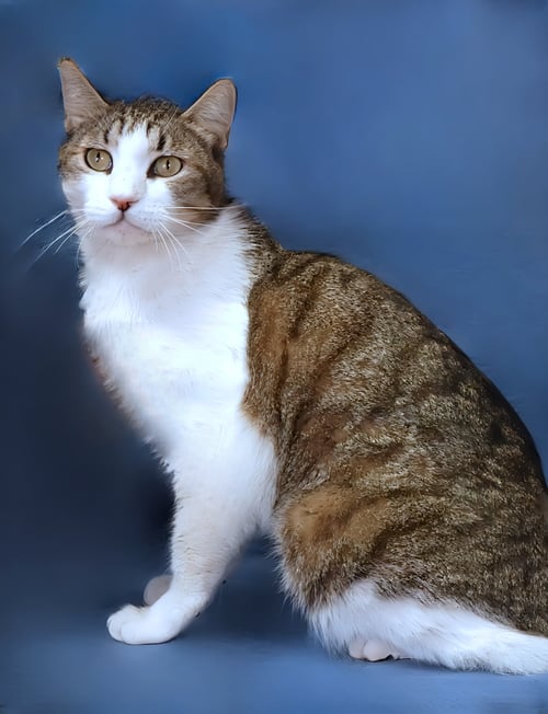 OLLIE - Domestic Short Hair for adoption in Pasadena