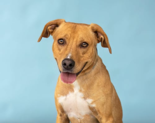 QUINCY - Retriever available for adoption