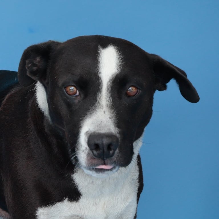 IGOR Image