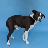 IGOR - Photo 2