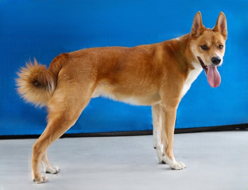 PIO - Carolina Dog available for adoption