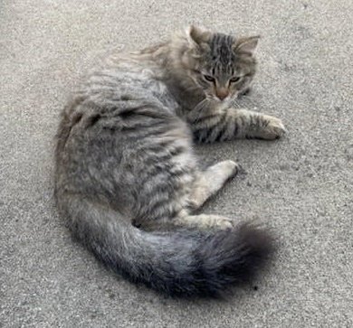 BABY - Domestic Medium Hair / Tabby for adoption in Pasadena