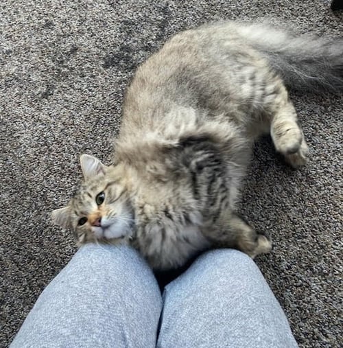BABY - Domestic Medium Hair / Tabby available for adoption