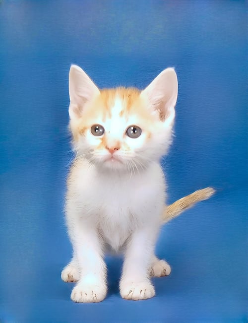 SCOOTER - Domestic Short Hair for adoption in Pasadena