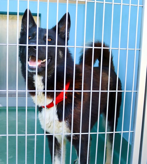 KEEMO - Akita for adoption in Pasadena