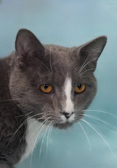 THORN - Domestic Short Hair available for adoption