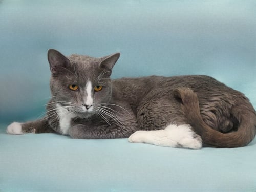 THORN - Domestic Short Hair available for adoption