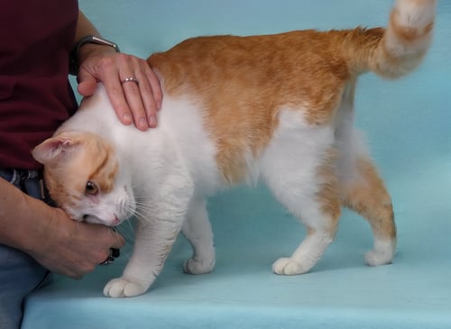 JAMESON - Domestic Short Hair available for adoption