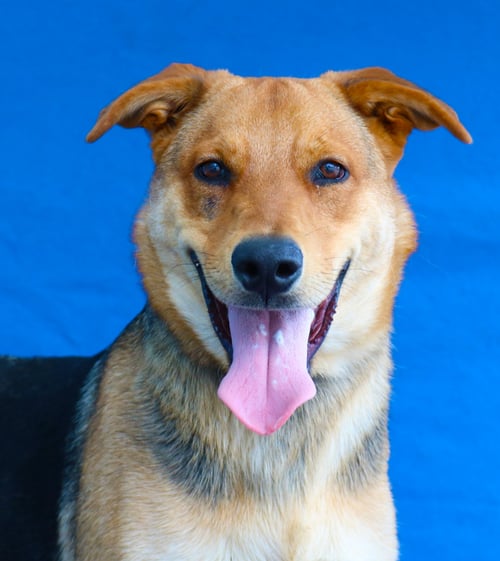 OTTER PUP - German Shepherd Dog available for adoption