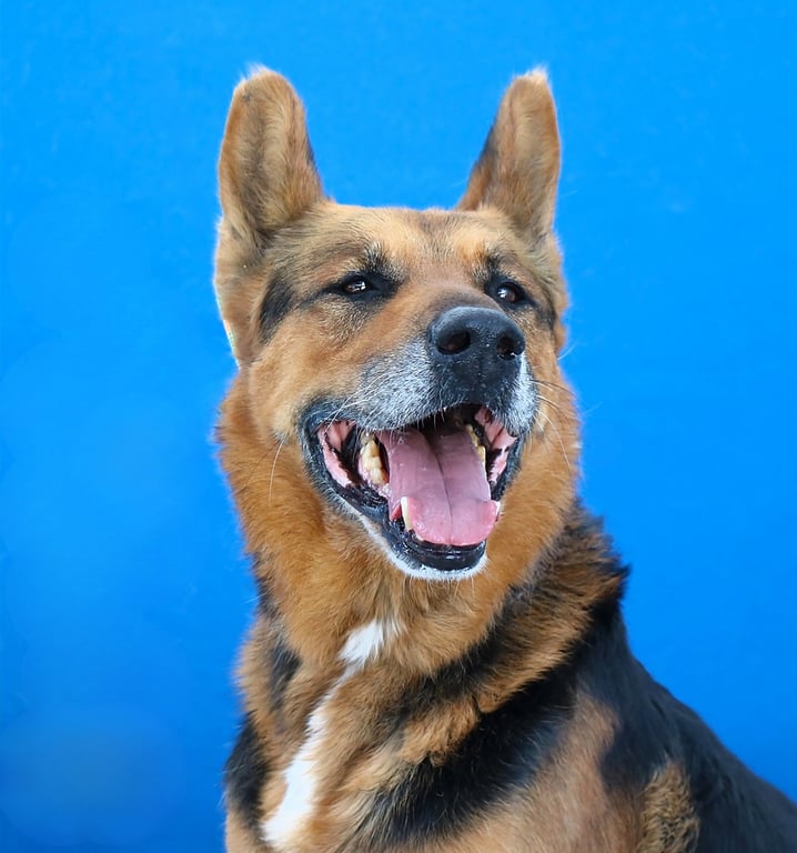MAXIMUS Image