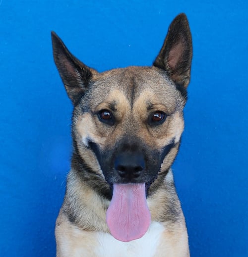 BUDDY - German Shepherd Dog available for adoption
