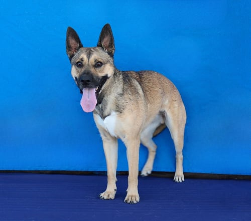 BUDDY - German Shepherd Dog available for adoption