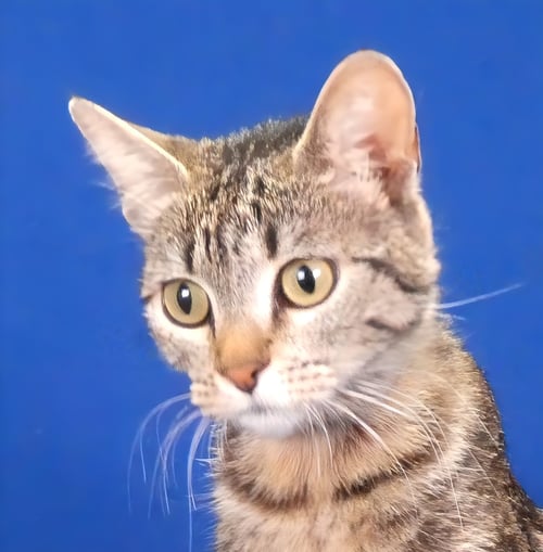 CROUTON - Tabby / Domestic Short Hair for adoption in Pasadena