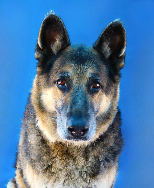 KOBE - German Shepherd Dog available for adoption