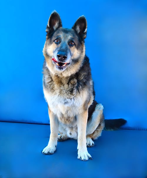 KOBE - German Shepherd Dog available for adoption