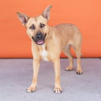 PEBBLES - Photo 3