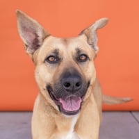 PEBBLES - Photo 1