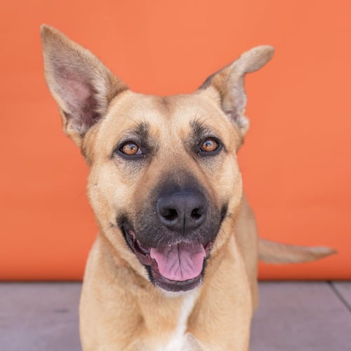 PEBBLES - Labrador Retriever / German Shepherd Dog for adoption in Pasadena