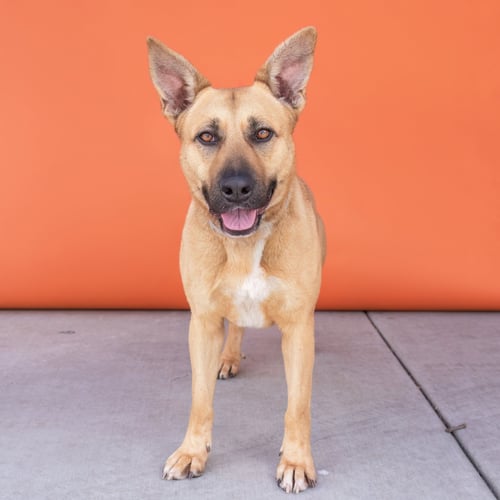 PEBBLES - Labrador Retriever / German Shepherd Dog available for adoption