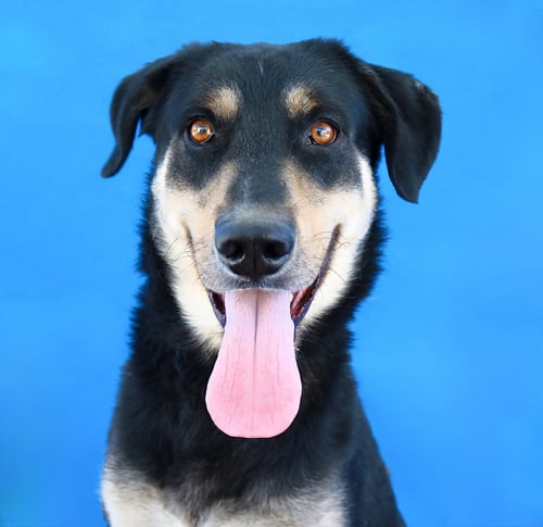 OSO - German Shepherd Dog available for adoption