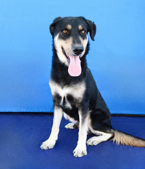 OSO - German Shepherd Dog available for adoption