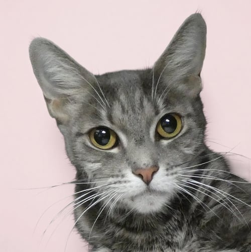 TINA - Tabby / Domestic Short Hair for adoption in Pasadena