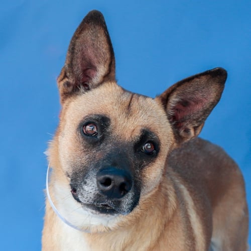 MANGO - German Shepherd Dog for adoption in Pasadena