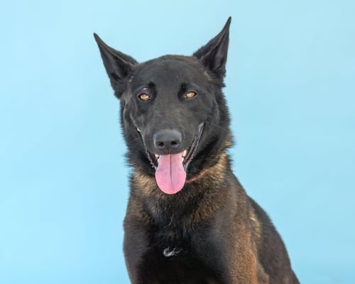 RAM - Belgian Shepherd Malinois available for adoption