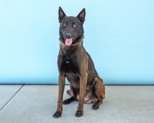 RAM - Belgian Shepherd Malinois available for adoption