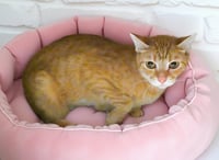 CANTALOUPE - Photo 1
