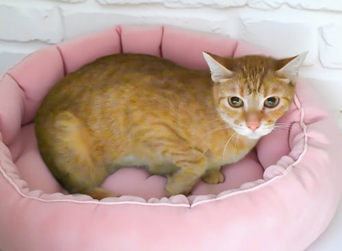 CANTALOUPE - Domestic Short Hair for adoption in Pasadena